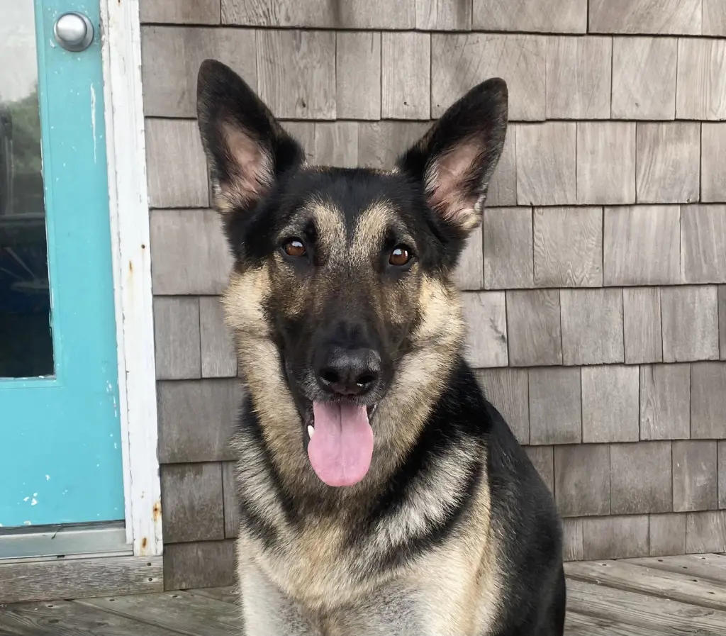 APOLLO (COURTESY POST)