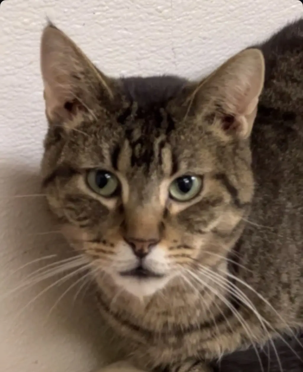 Tom