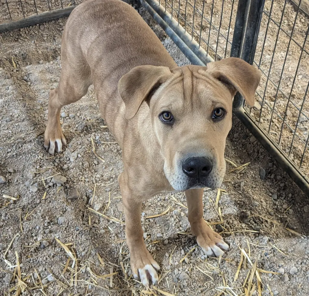 Remington