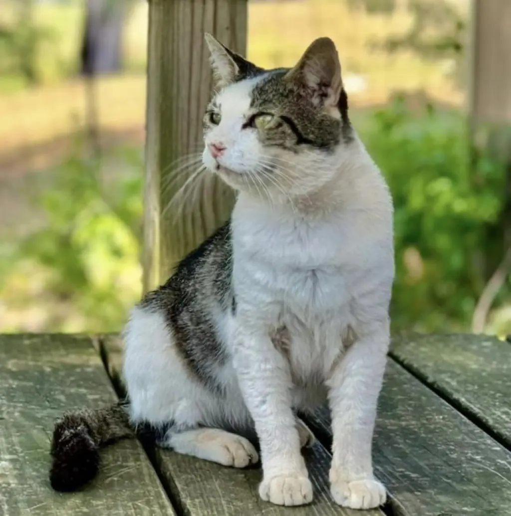 Otis FIV(+)