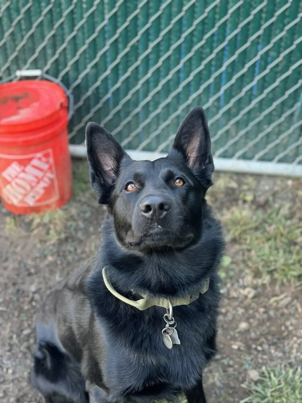 Maverick (Tangerine Litter)