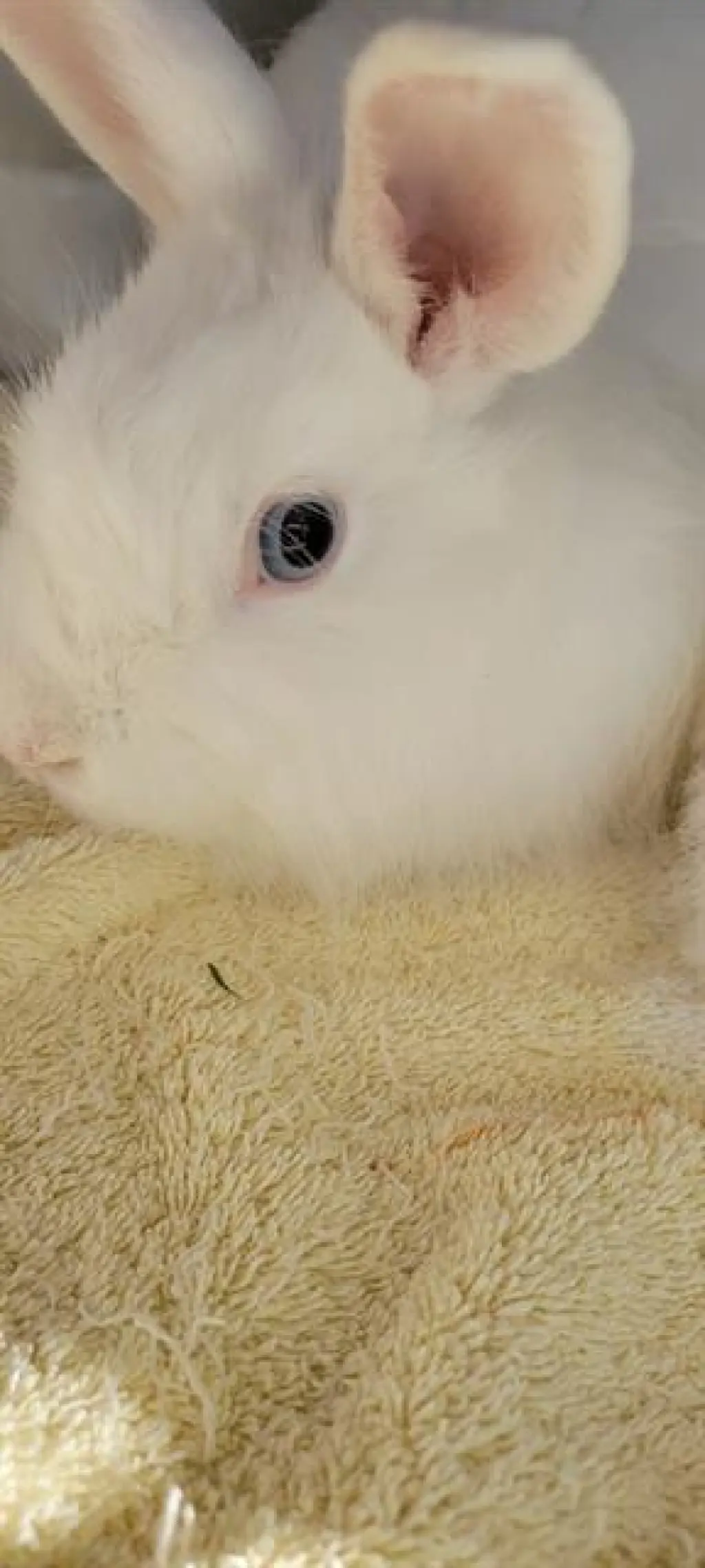 PEPPY HARE