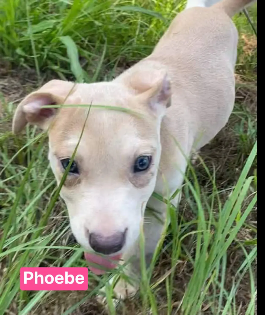 Phoebe