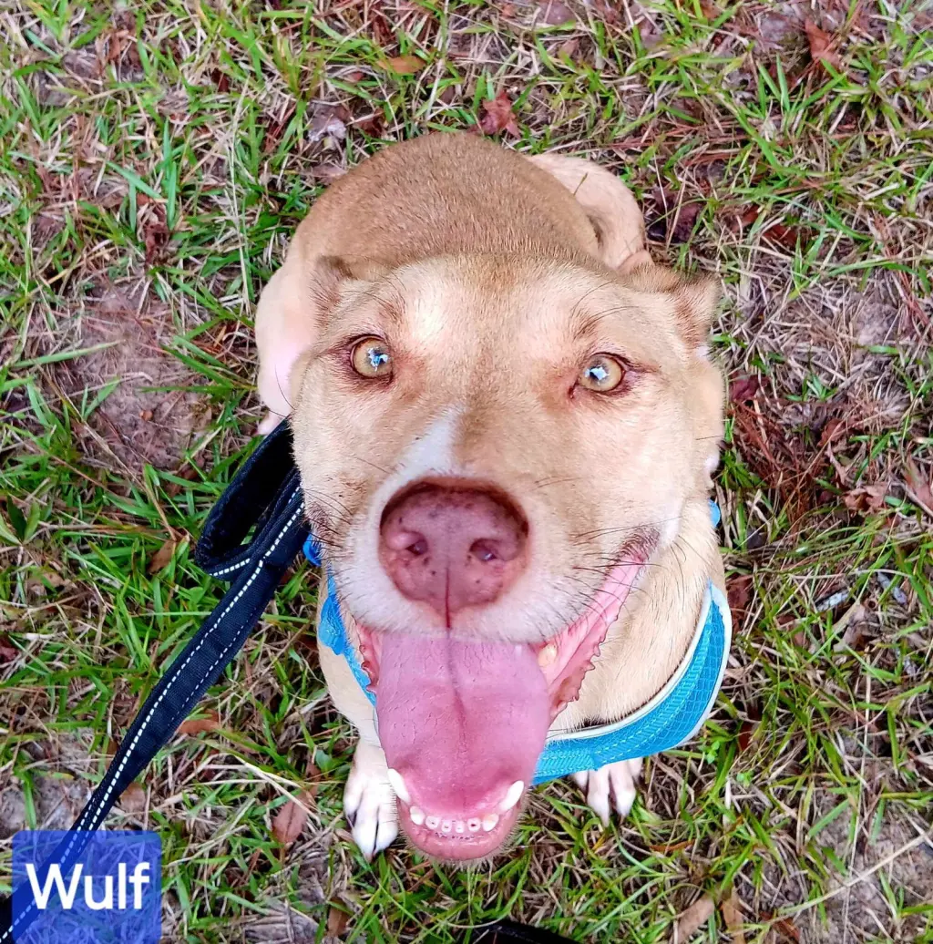 Wulf