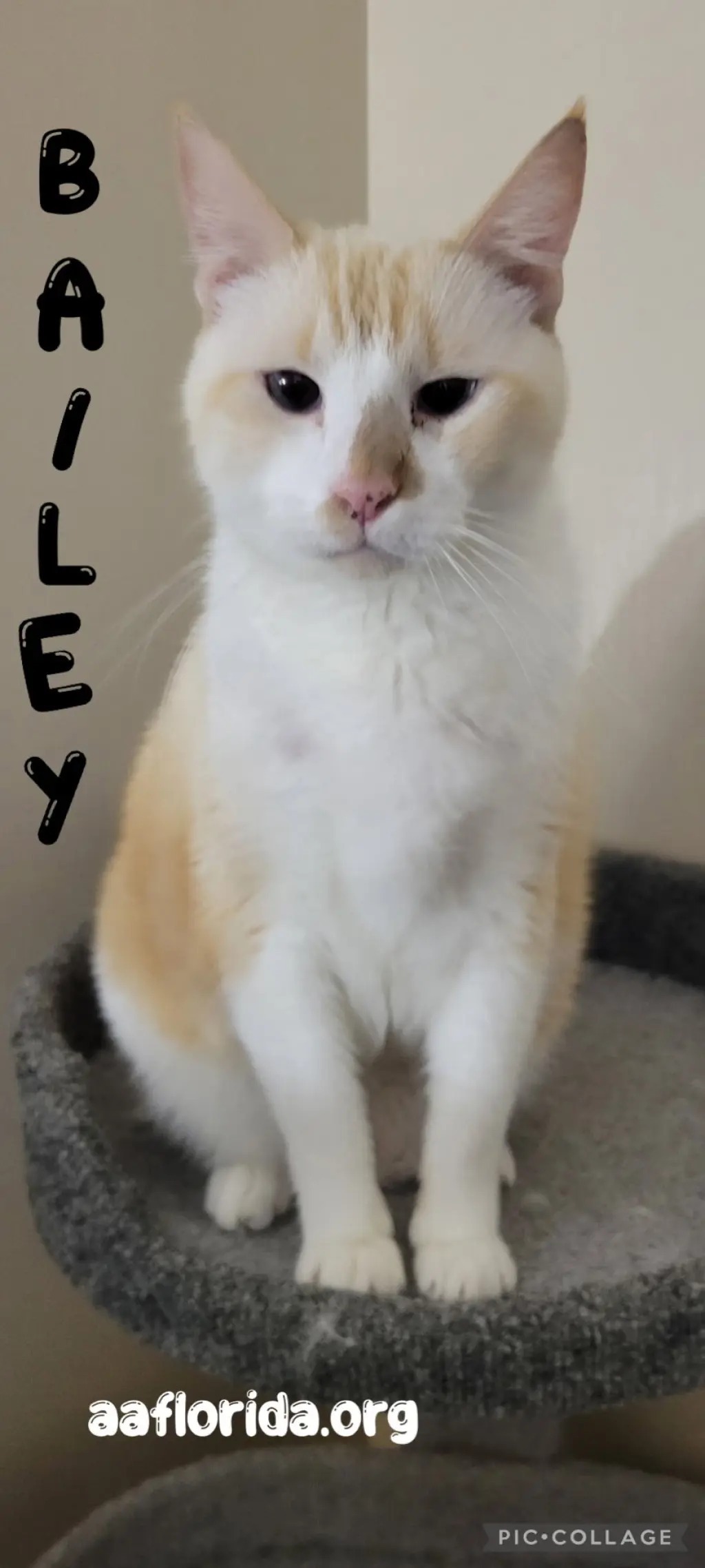Bailey *Cyd