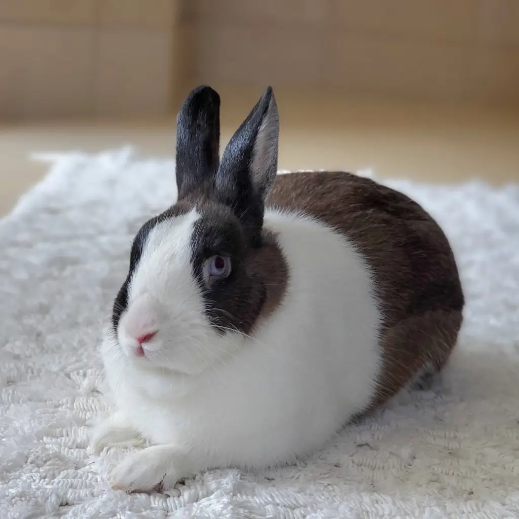 Bebe