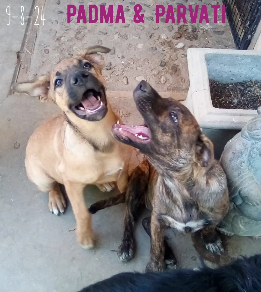 Padma