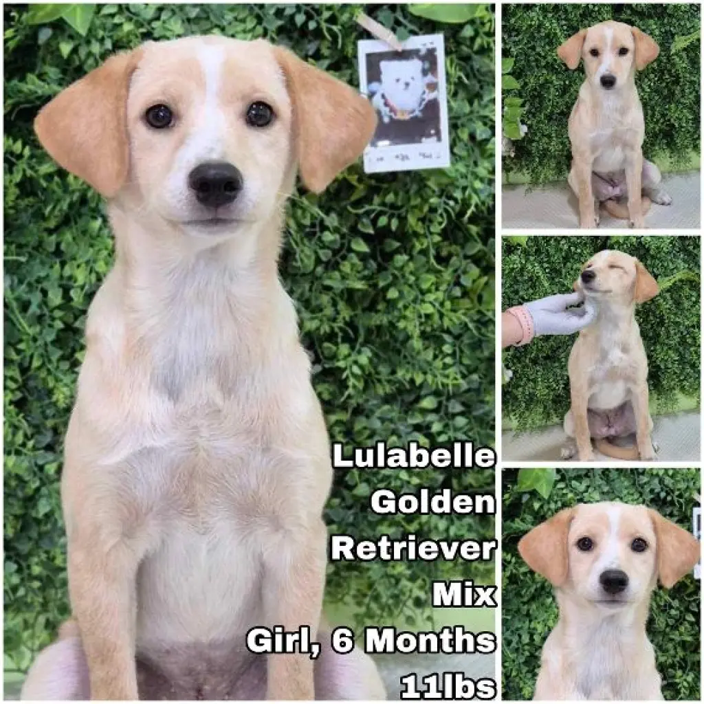Lulabelle from Korea