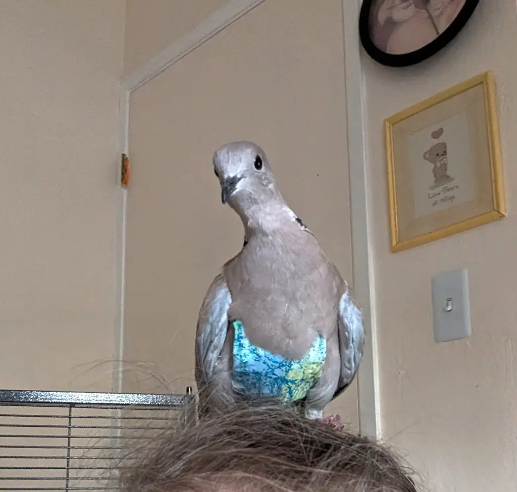 Pocket
