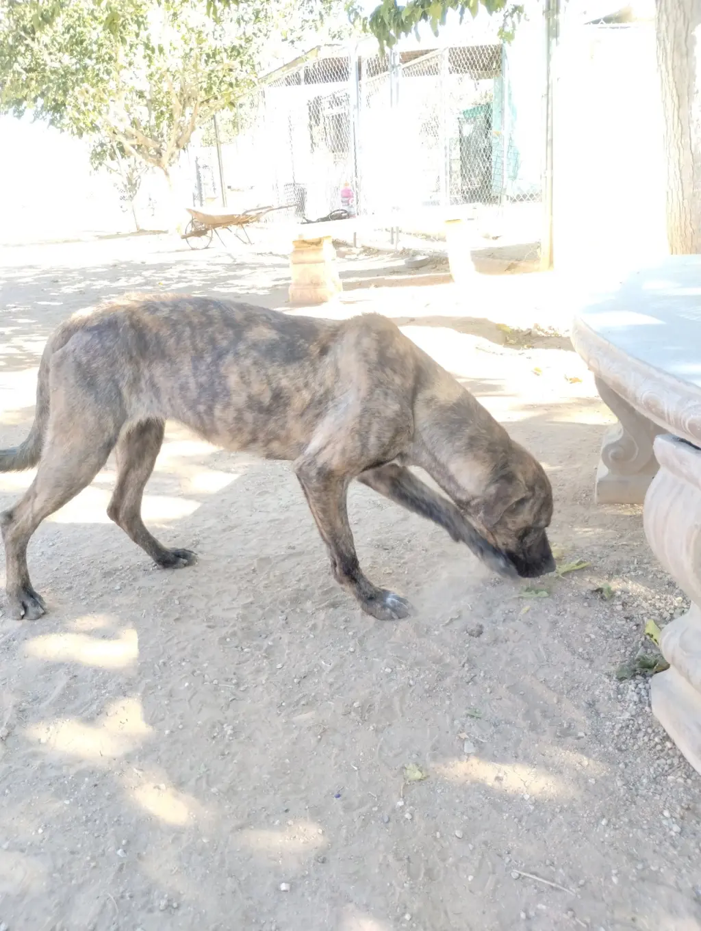 Parvati-good candidate for therapy pooch