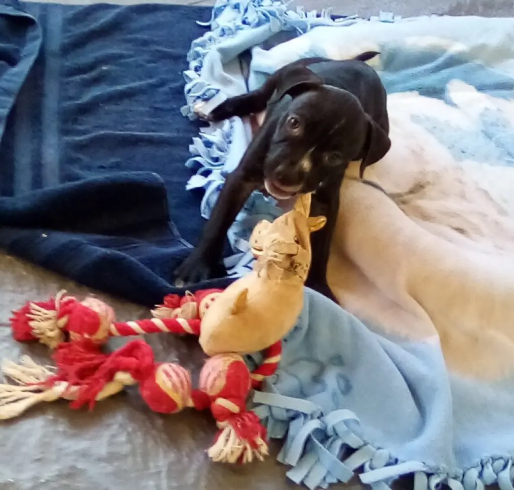 Gamora-in a foster home