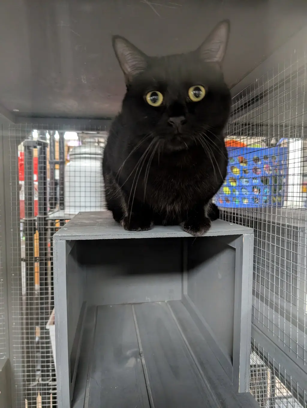 Black Panther