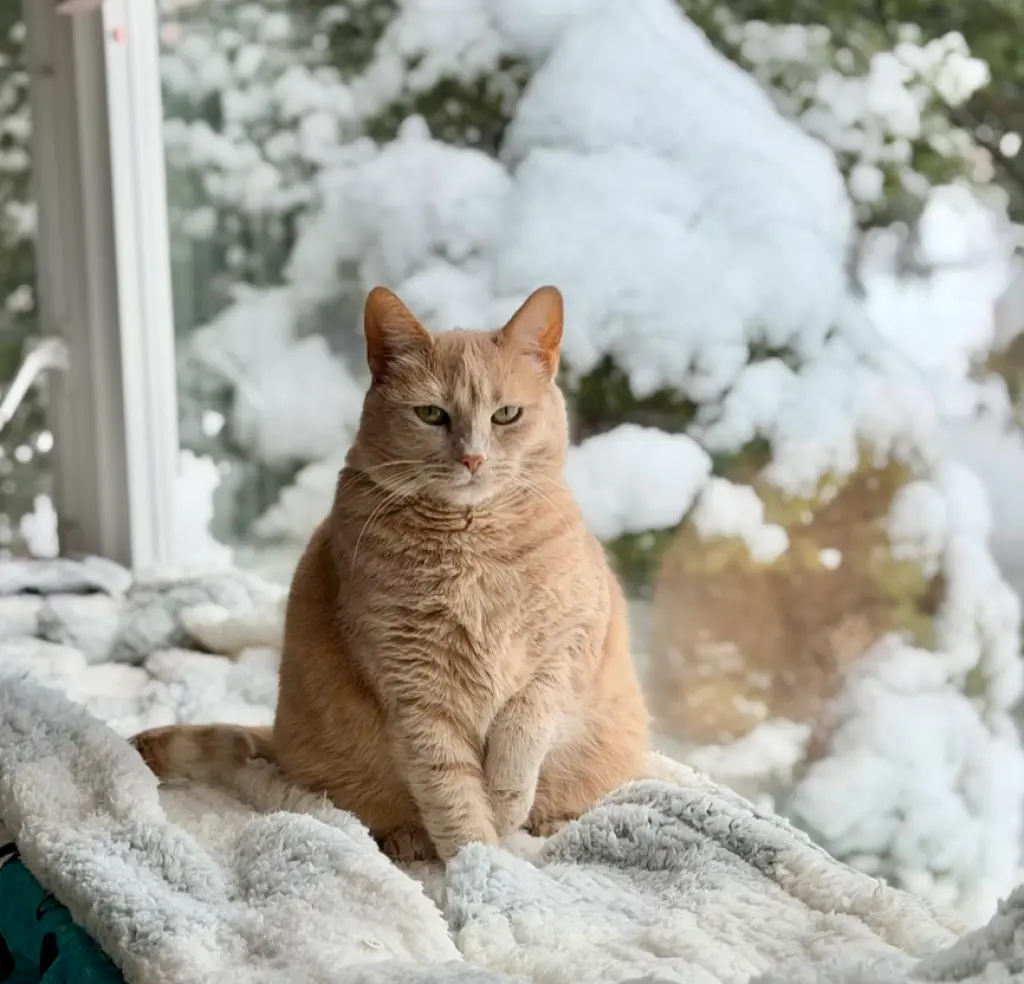 Tawny