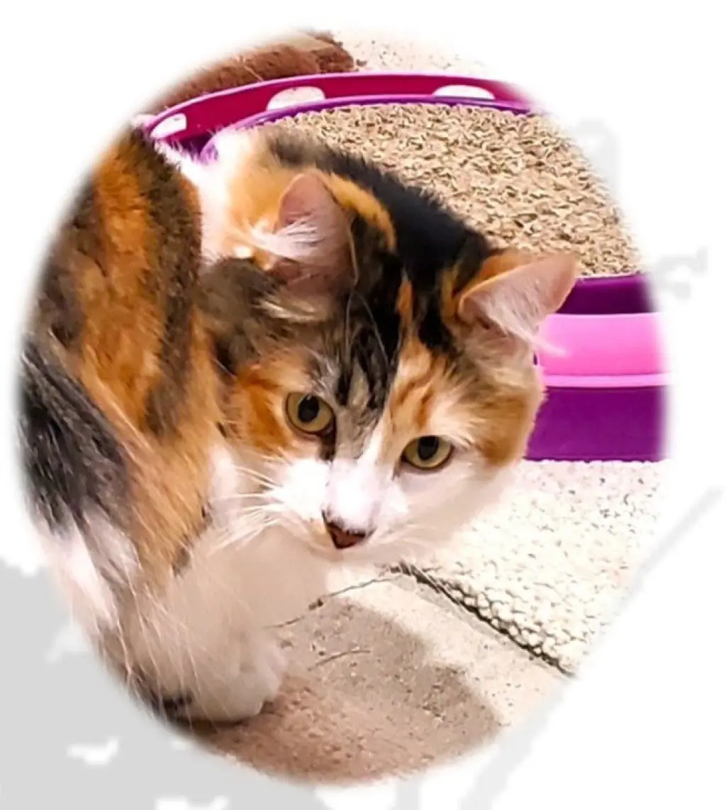 Hazel