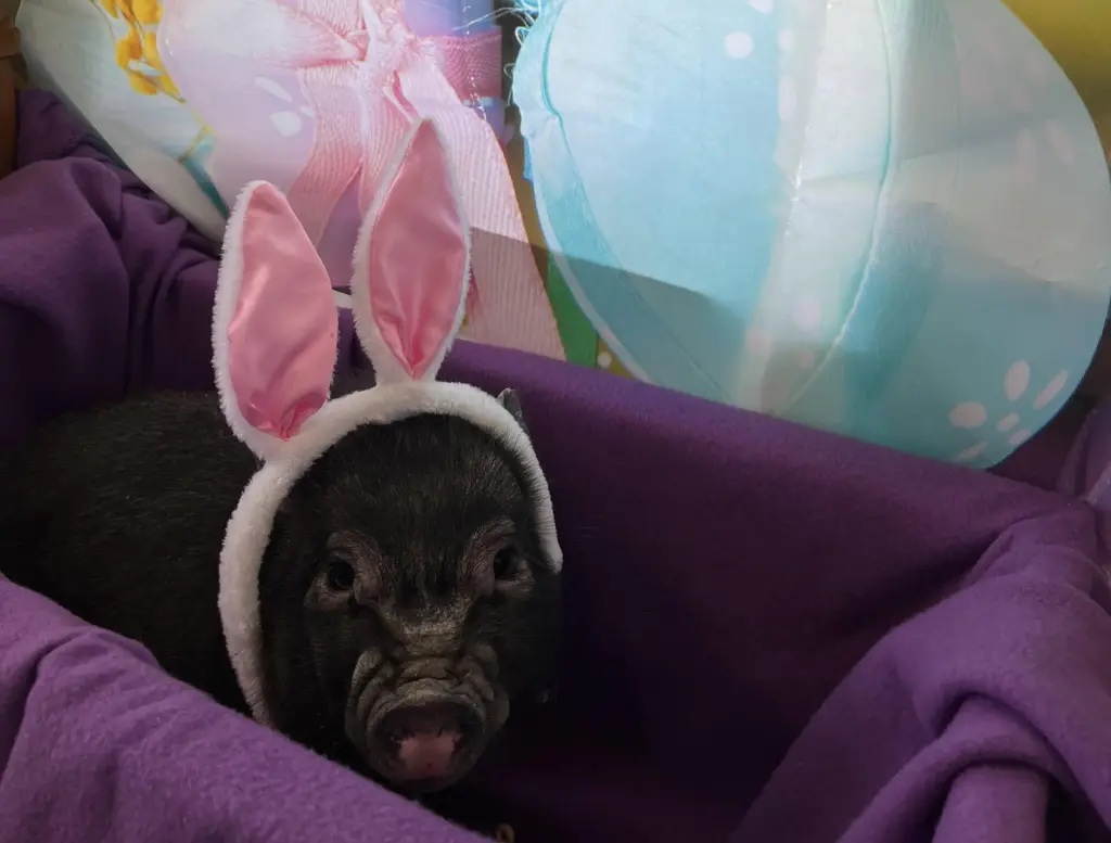 Wilbur