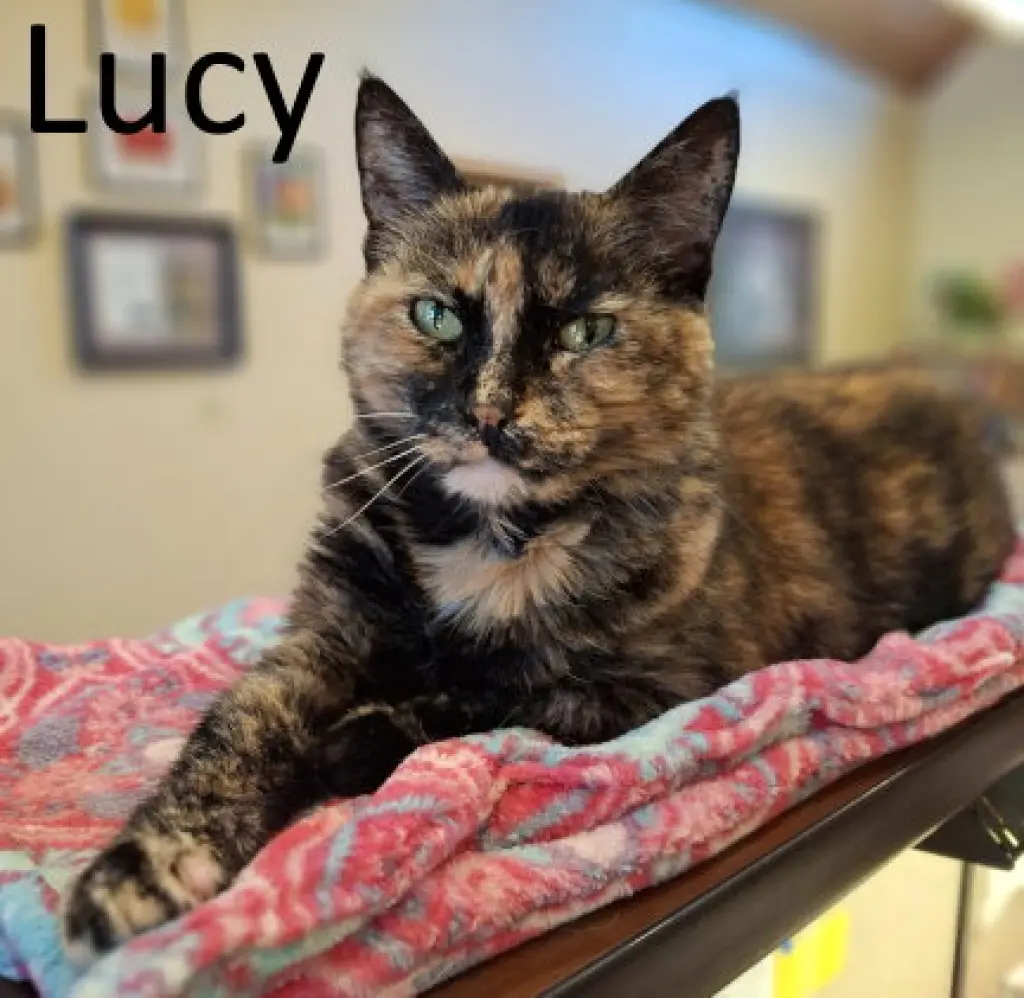 Lucy