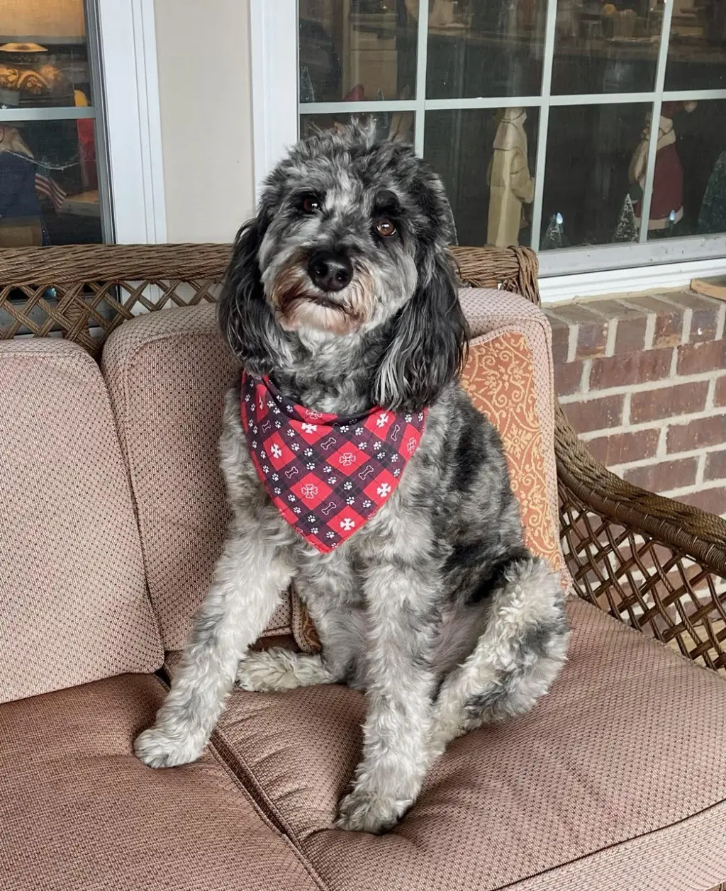 SEAMUS (COURTESY POST)