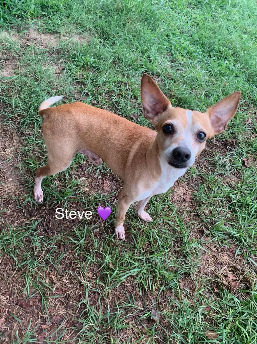 Steve [bonded to Lewis]