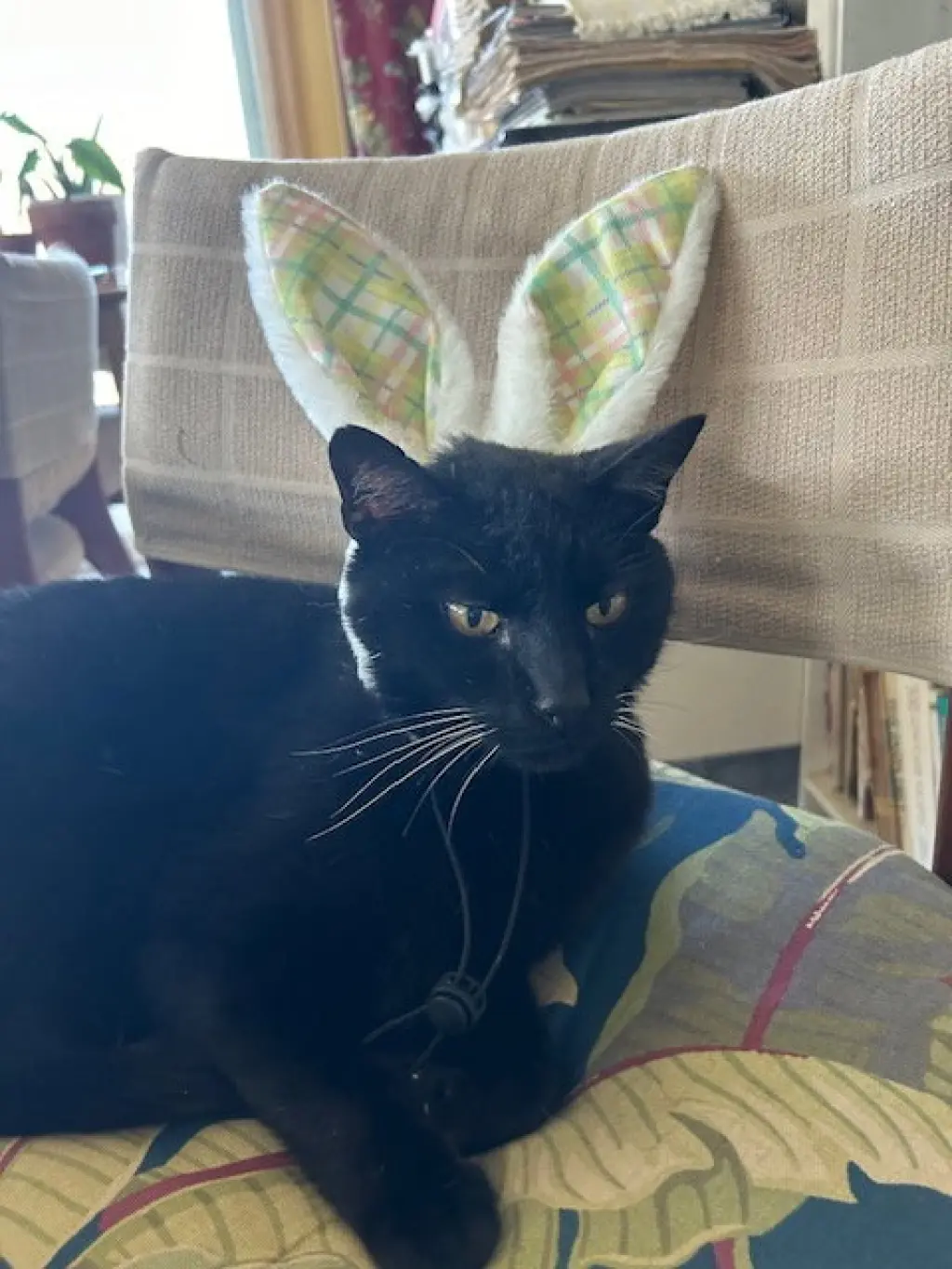 PANTHER (COURTESY POST)