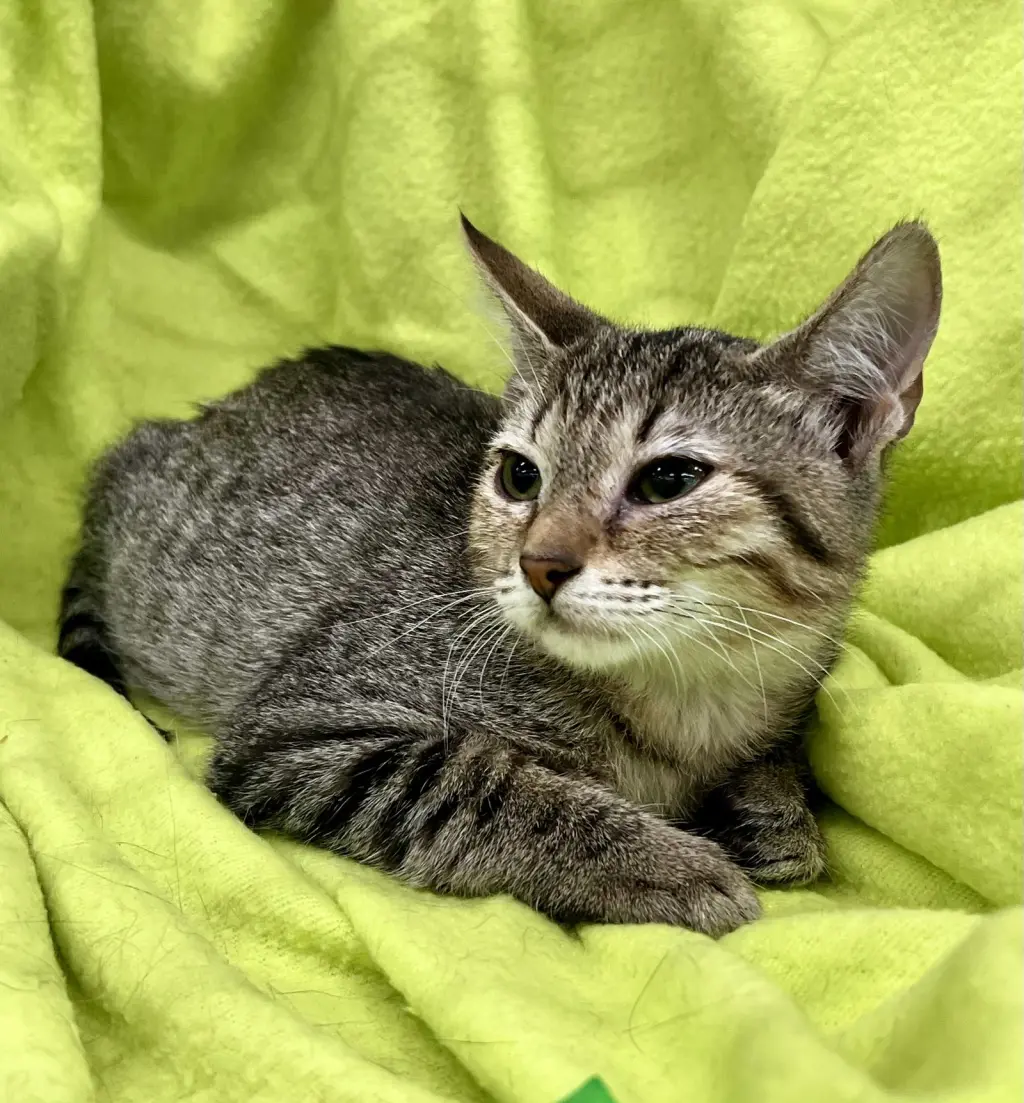 Axel