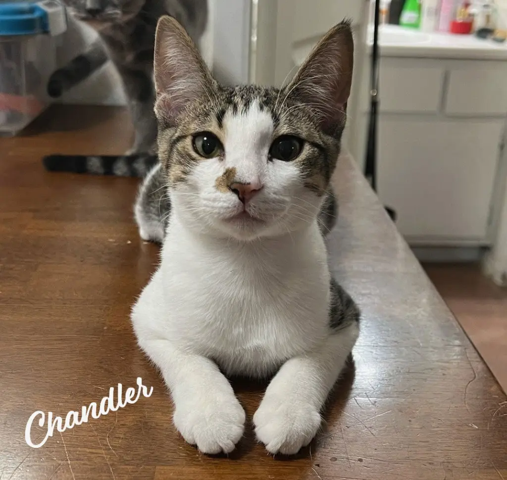 Chandler #mr-bright-eyes