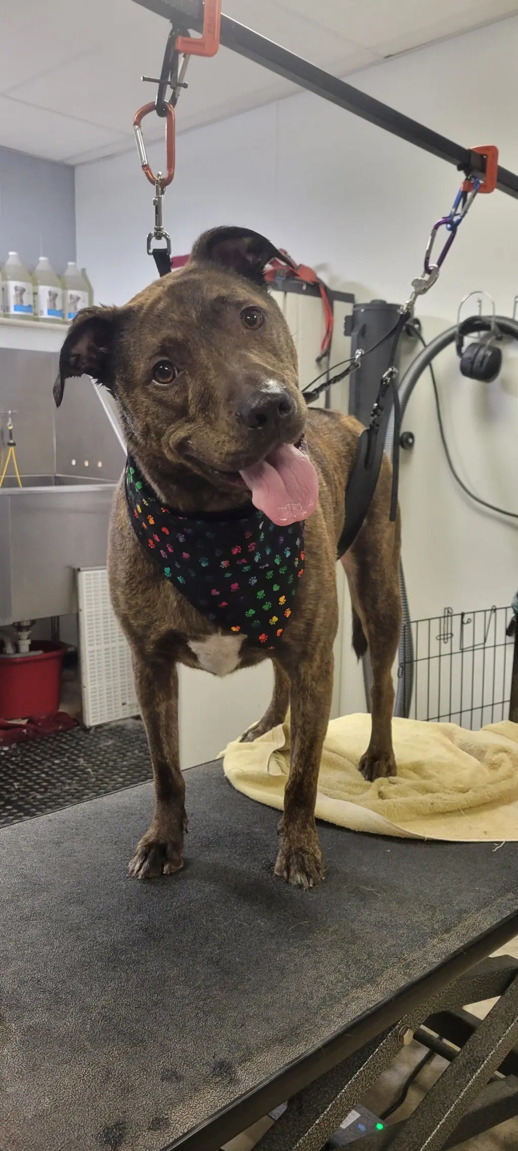 LINCOLN (BONDED W/TUCKER)(COURTESY POST)