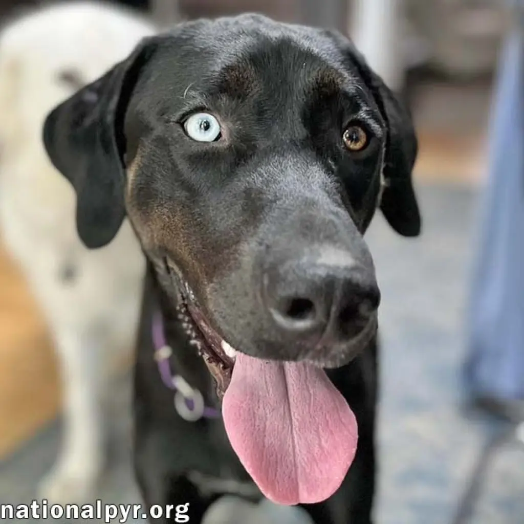McGraw in OH - Sweet & Loves Attention!