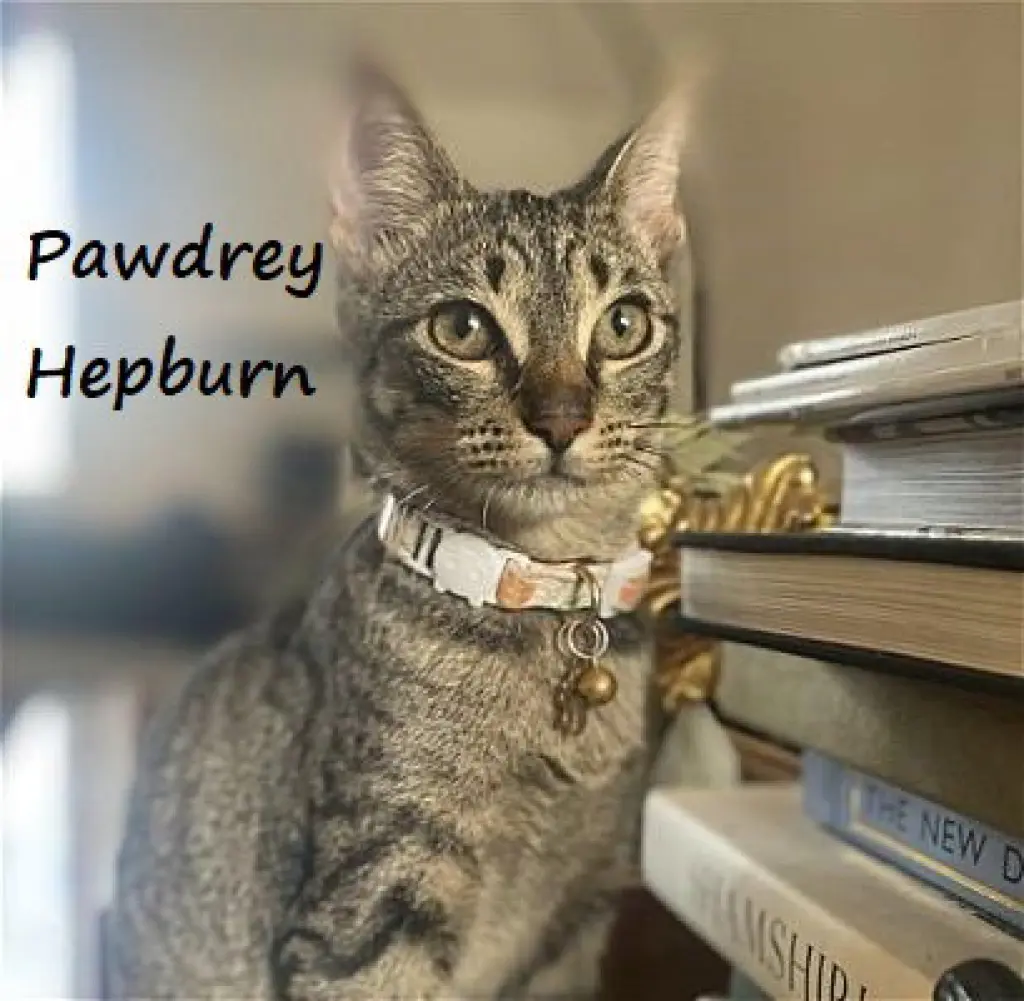 Pawdrey Hepburn #spunky-n-sweet