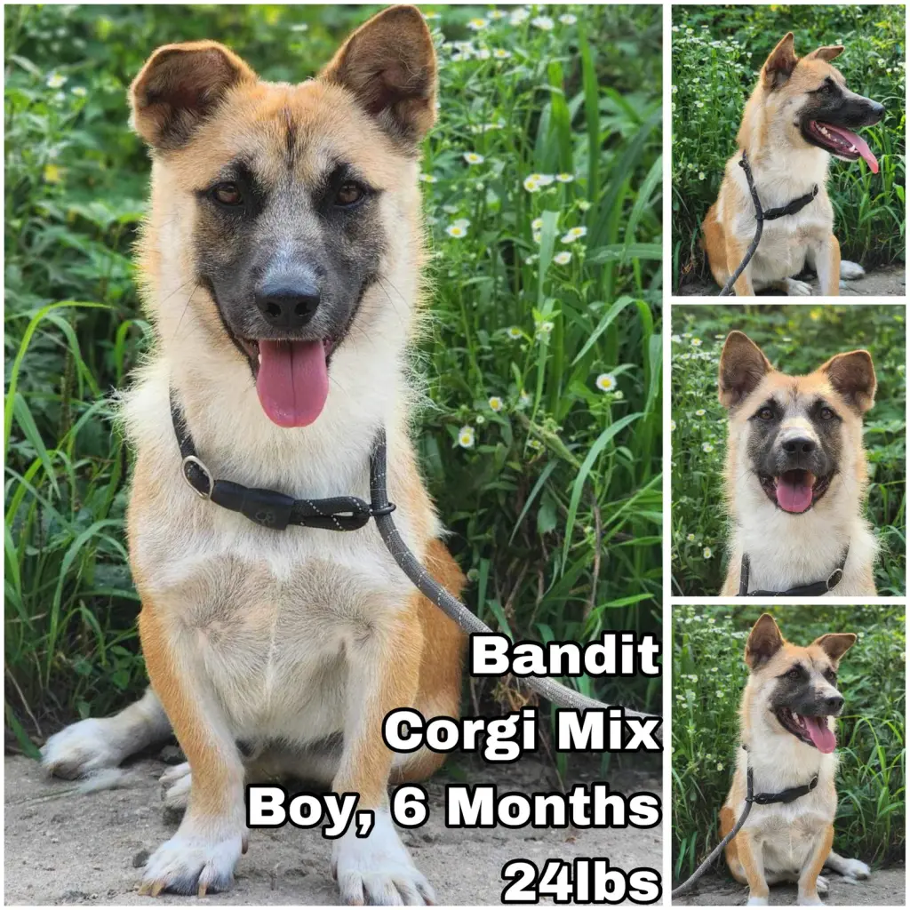 Bandit from Korea