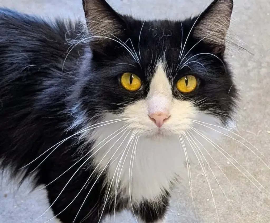 Gizmo