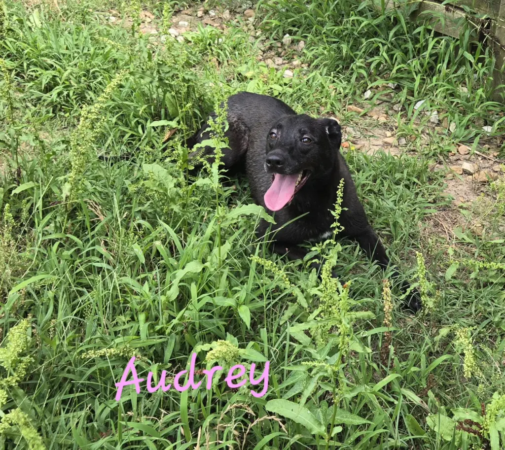 Audrey