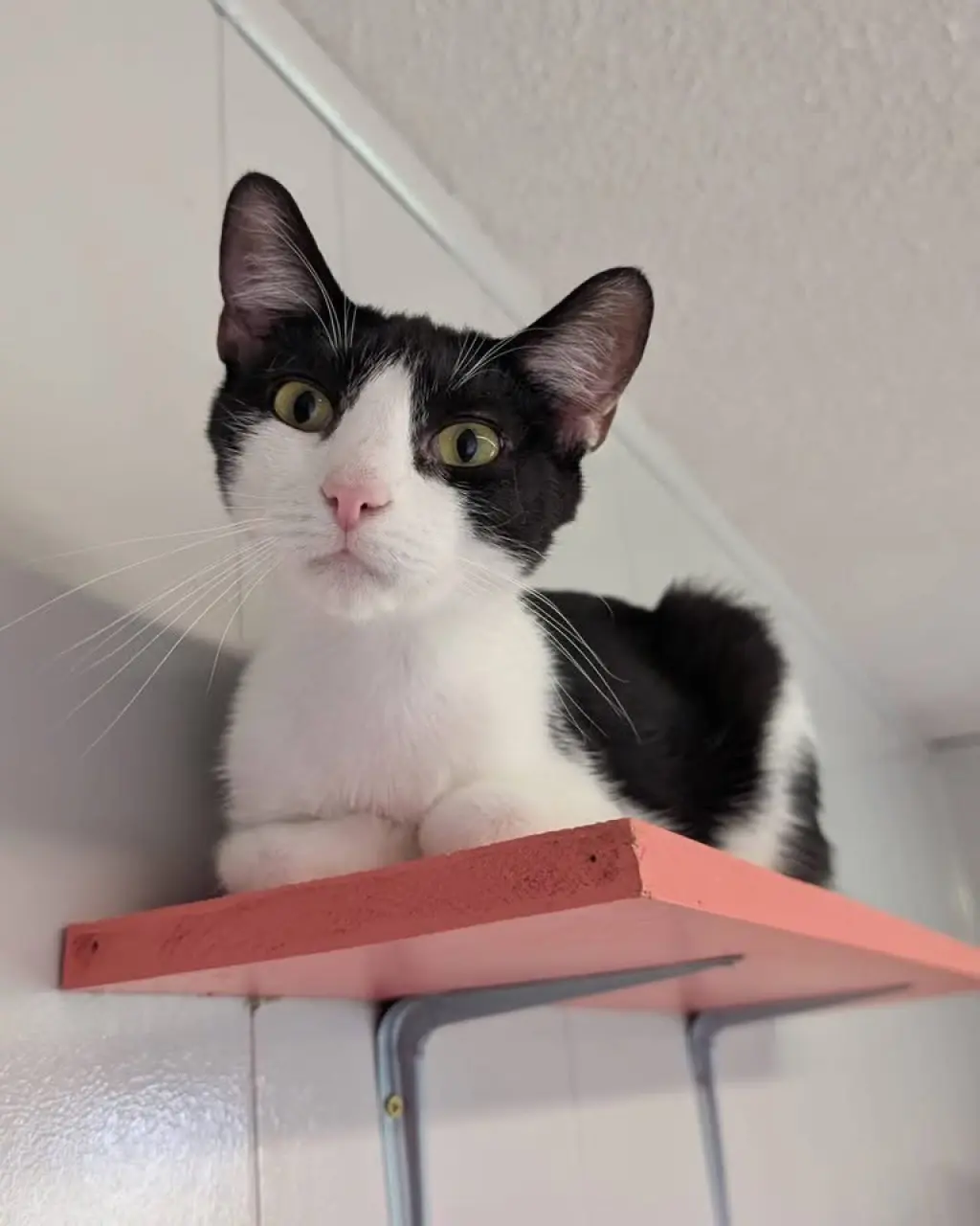 Doodad