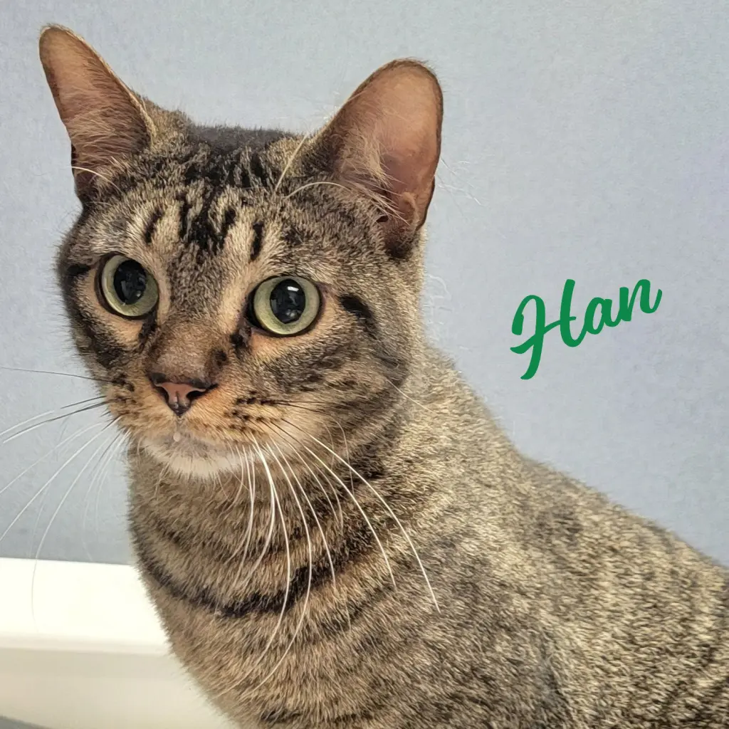 Han #green-globe-eyes