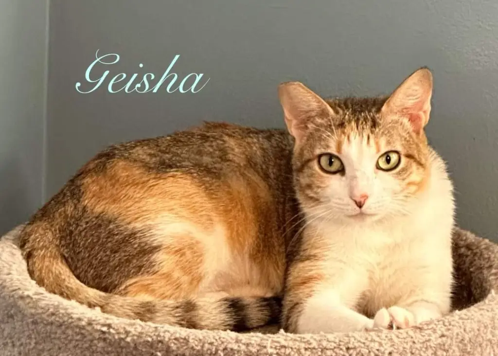 Geisha