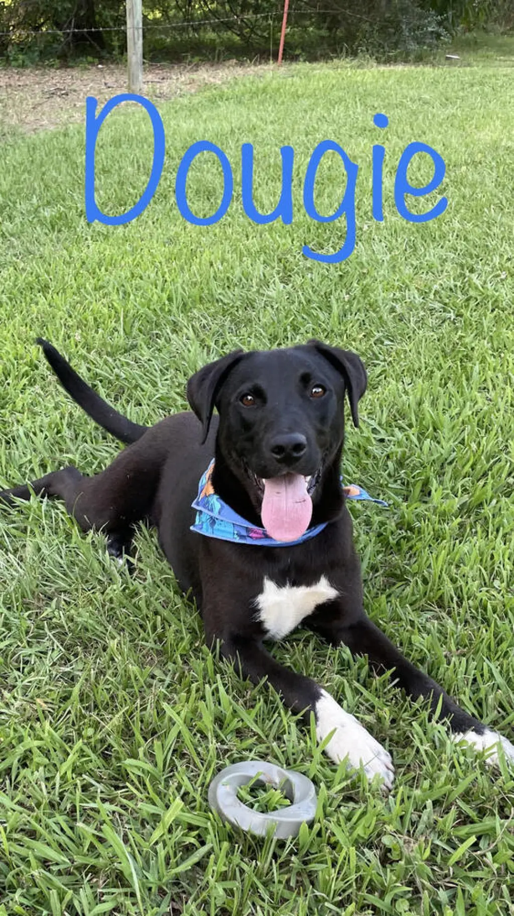Dougie Boy