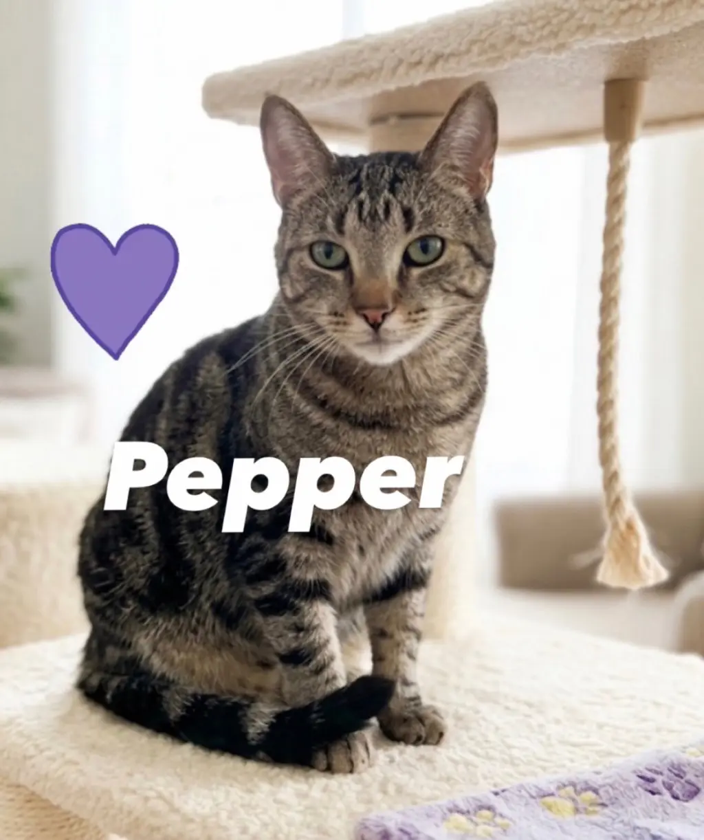 Pepper
