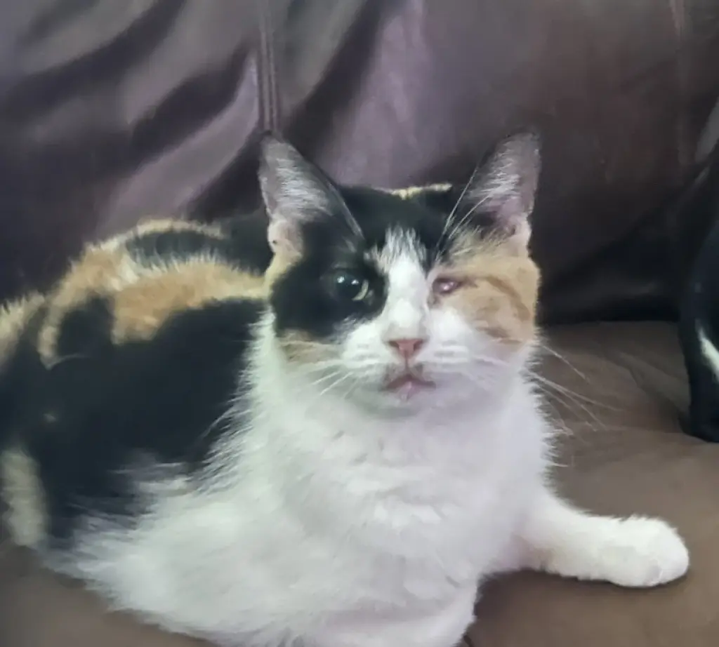 Callie2