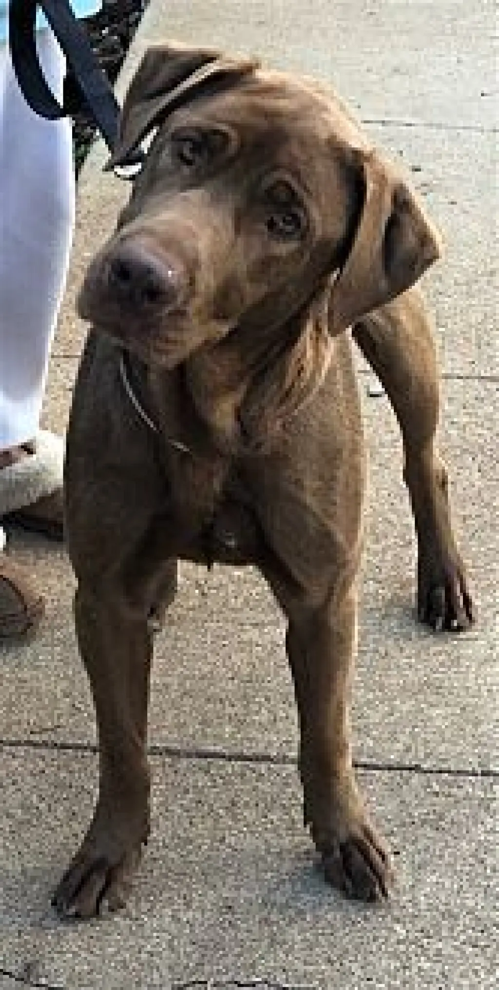 Delilah