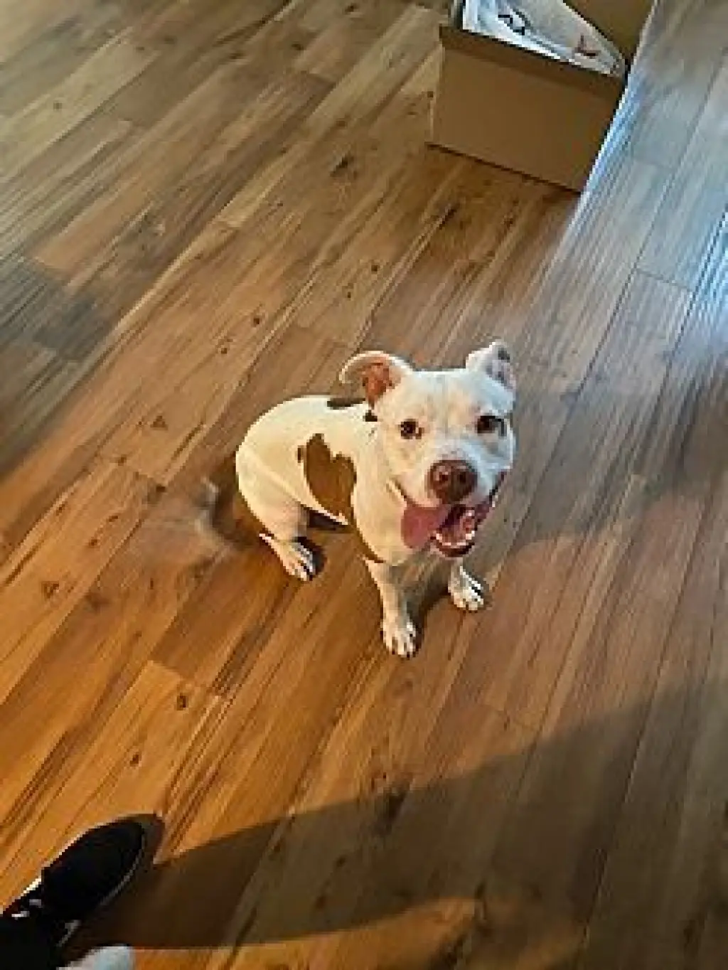 Spot