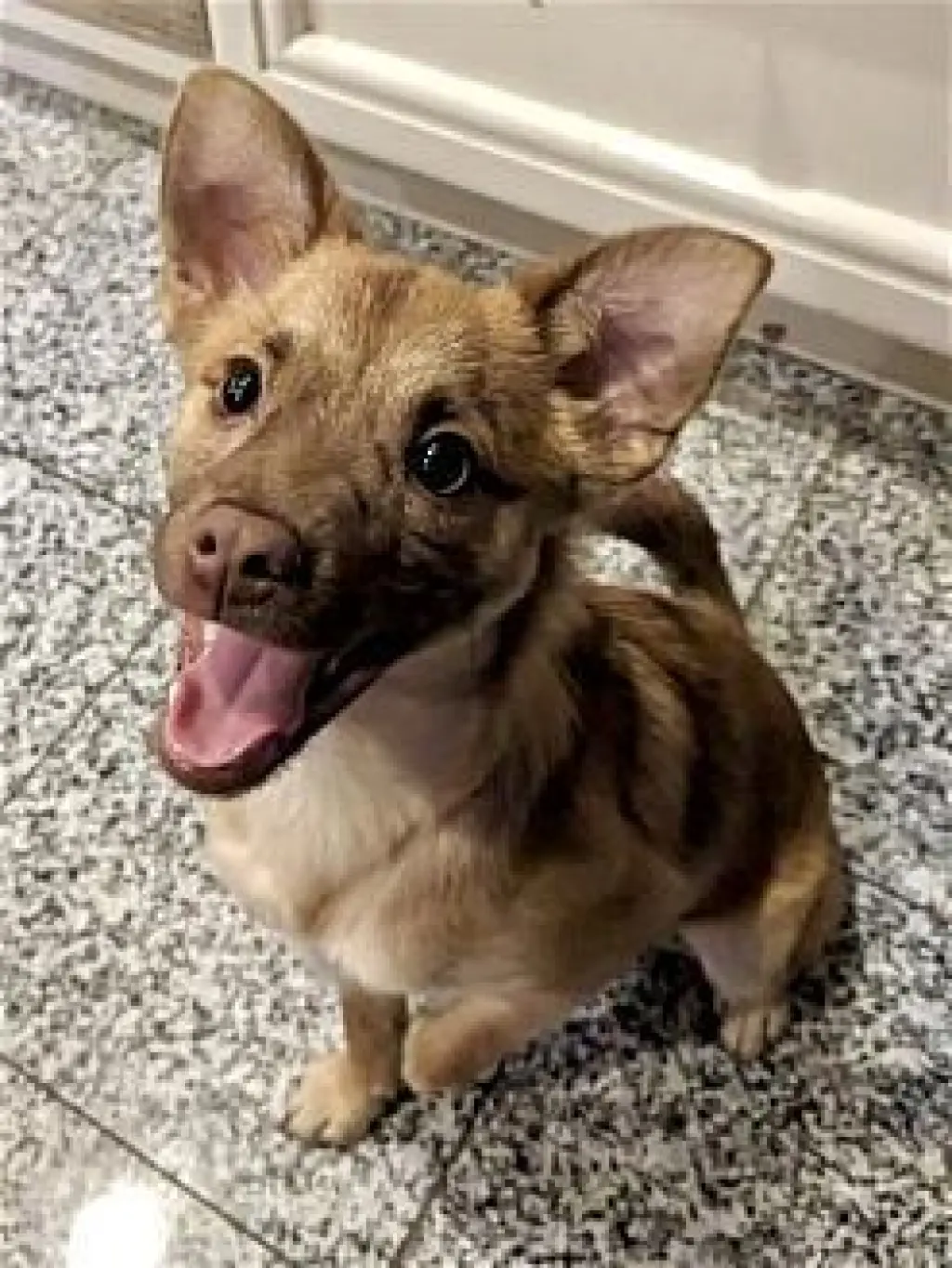 Tito