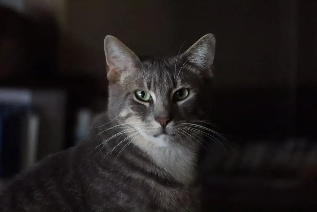 Toby
