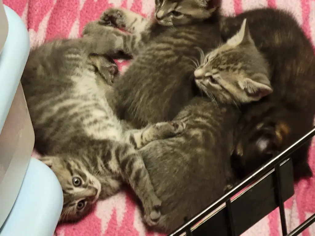 3 UNNAMED KITTENS (COURTESY POST)