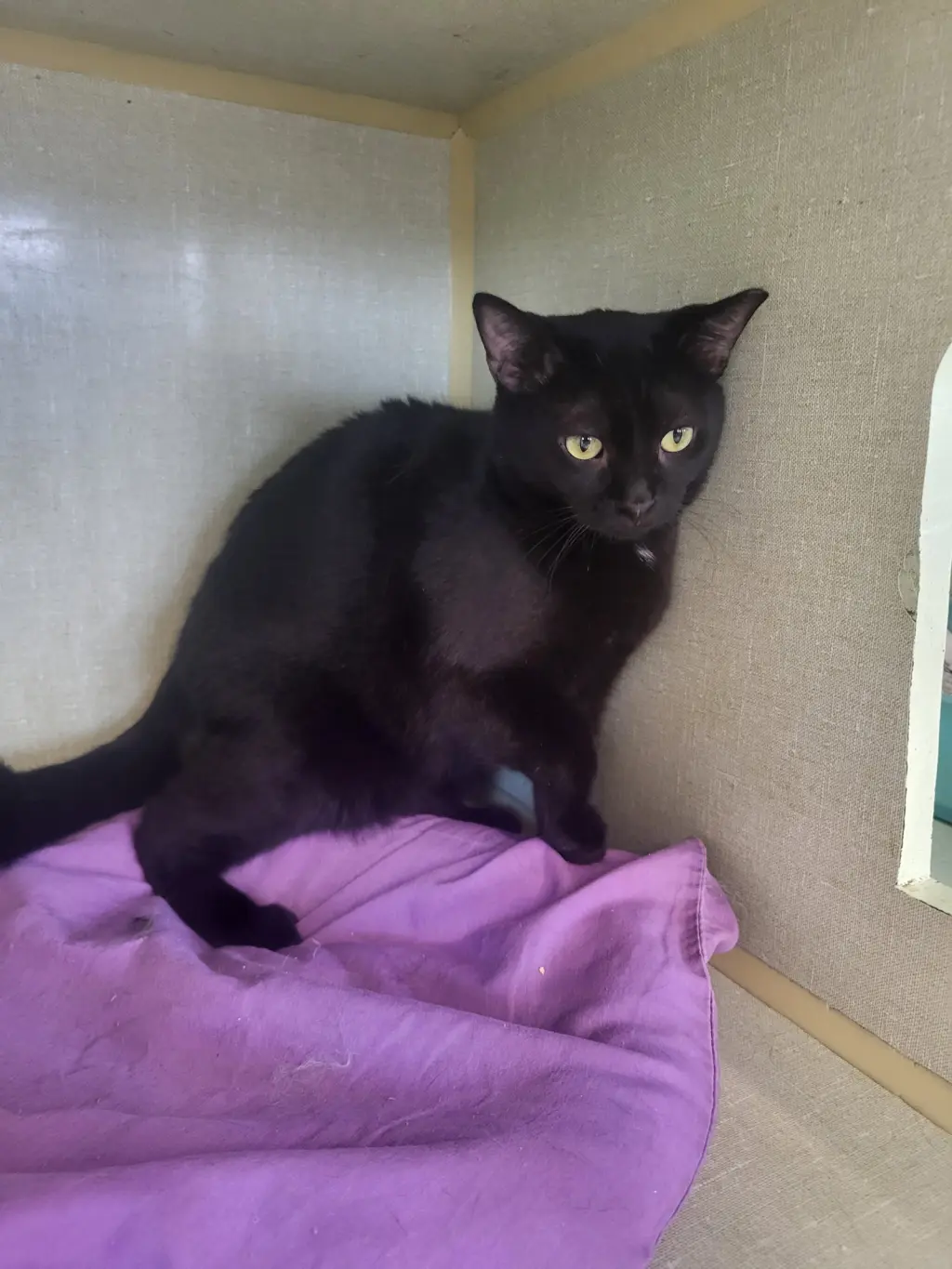 Binx
