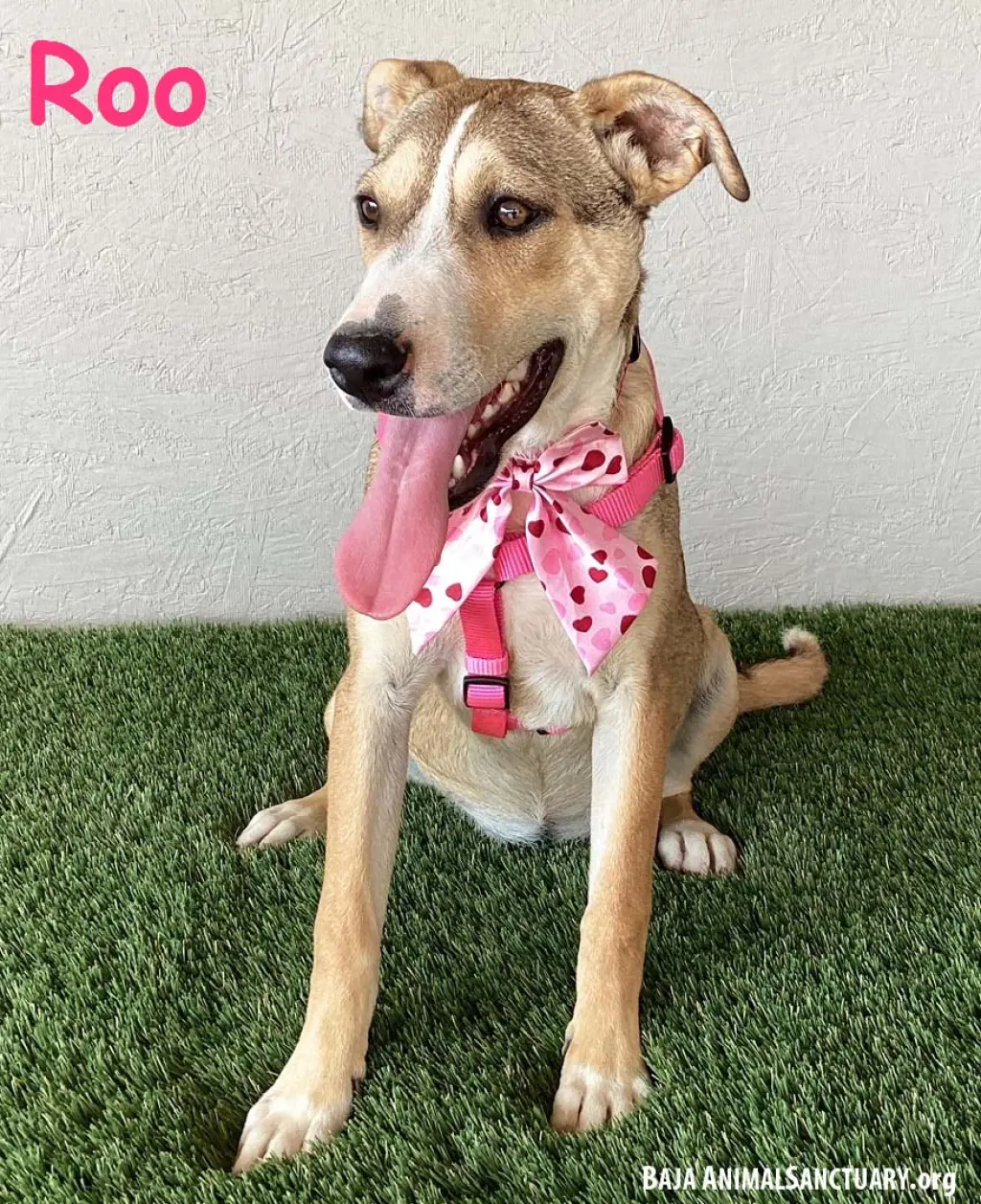 Roo