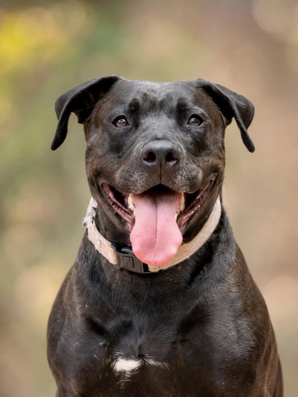 Radar - Adopt Me!