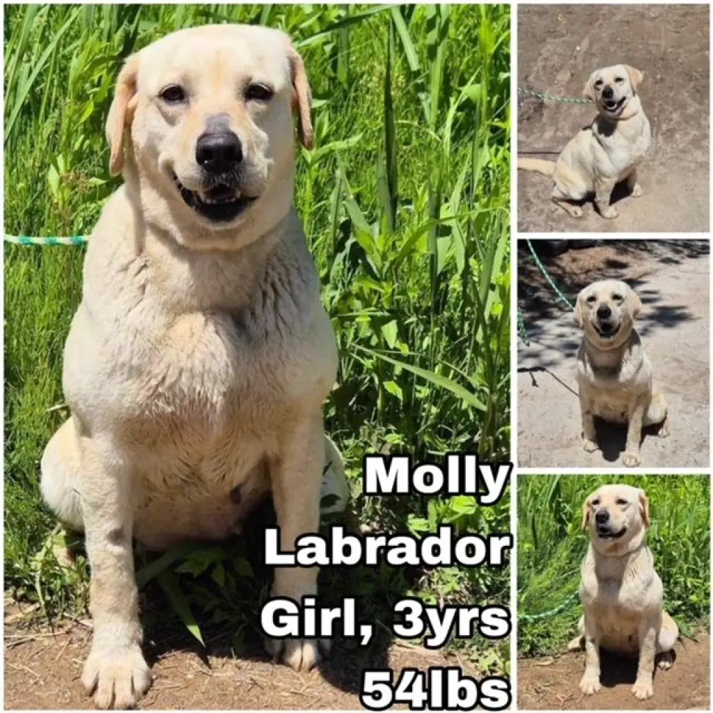 Molly from Korea