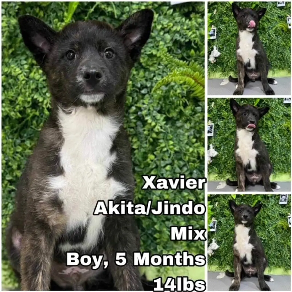 Xavier from Korea