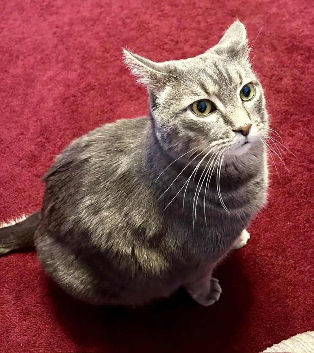 BRADY (BONDED w/YAZ) (COURTESY POST)