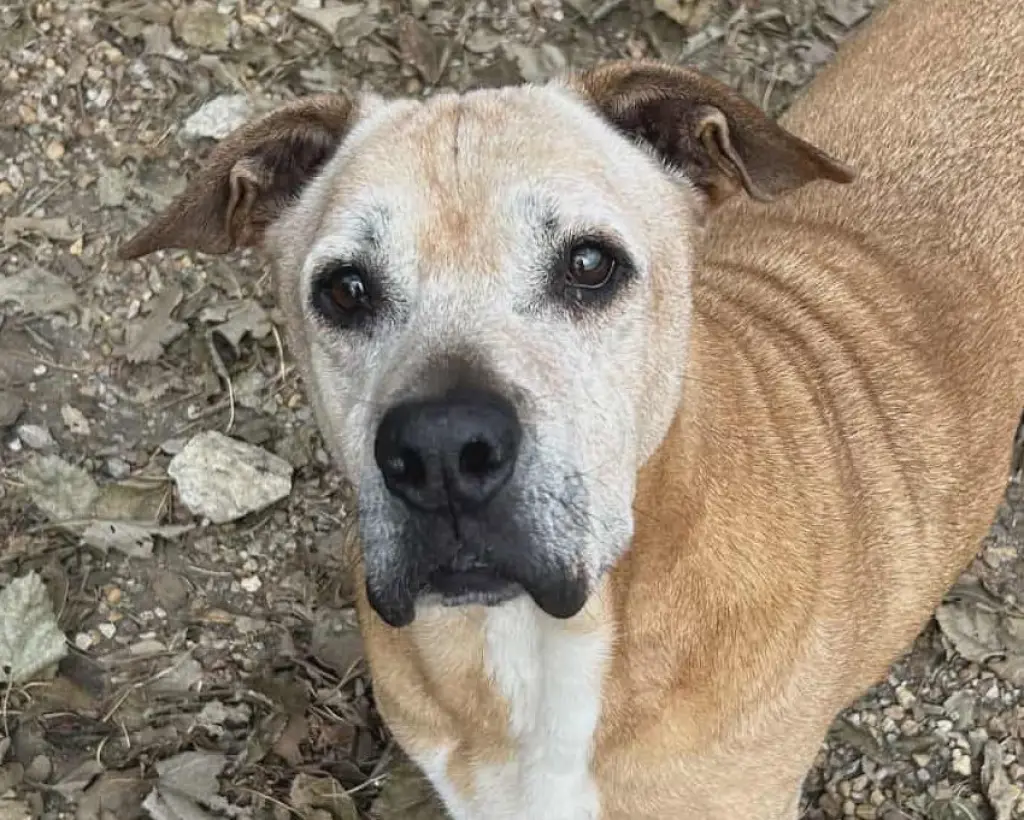 Brutus