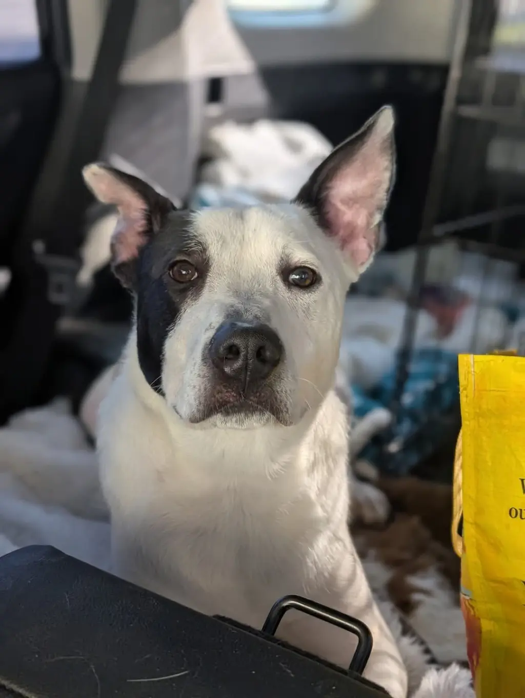 Parker - Louisiana Litter